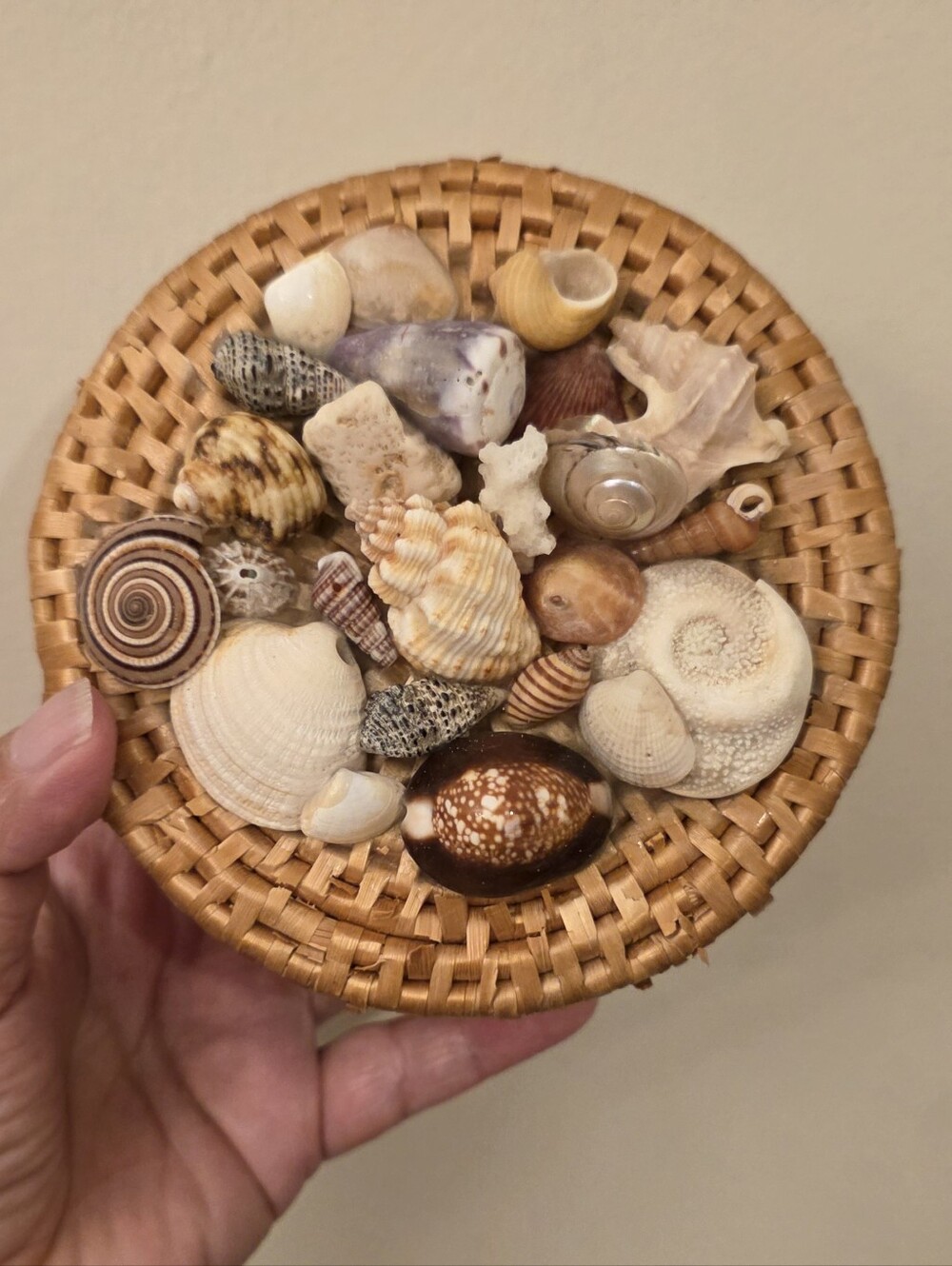 Woven Seashell Basket Trinket Box 5" Shell Encrusted Lid Coastal Beach Decor